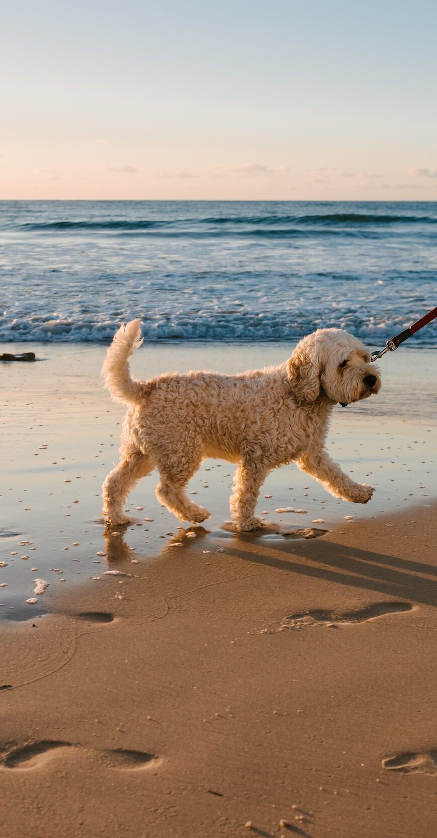 Pet-Friendly Luxury Apartments