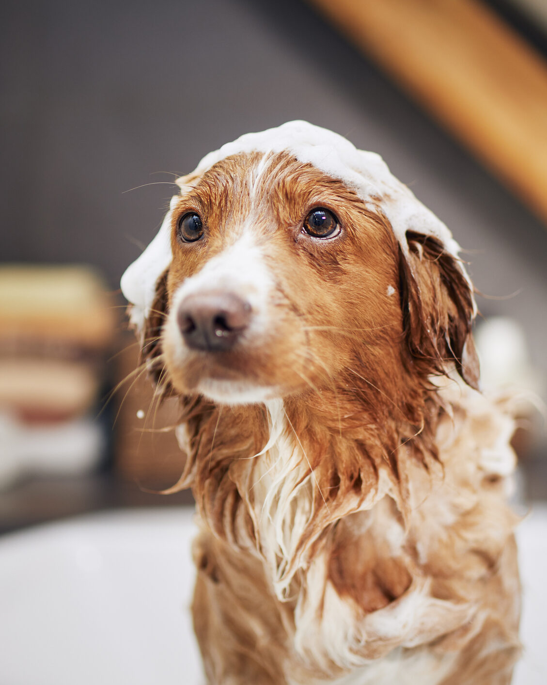 Pet spa